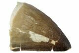 Fossil Mosasaur (Prognathodon) Tooth - Morocco #259974-1